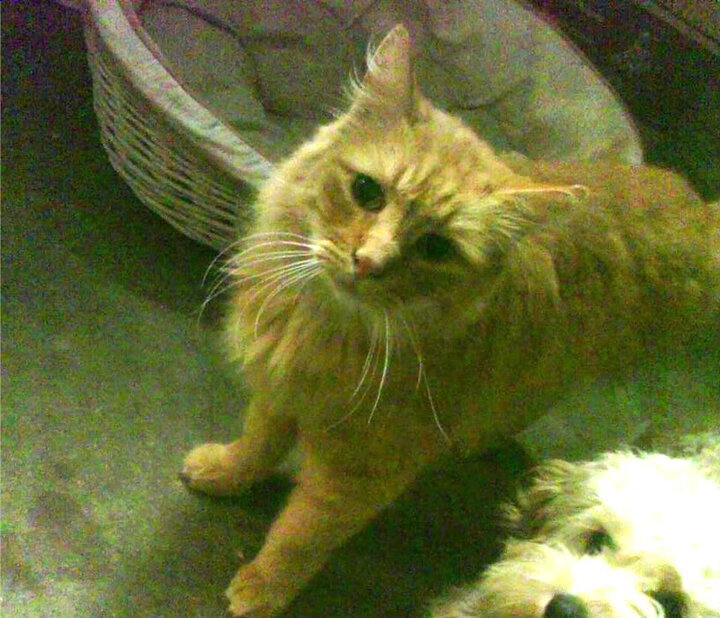 开云全站-坎特加盟切尔西，坎特加盟切尔西周薪